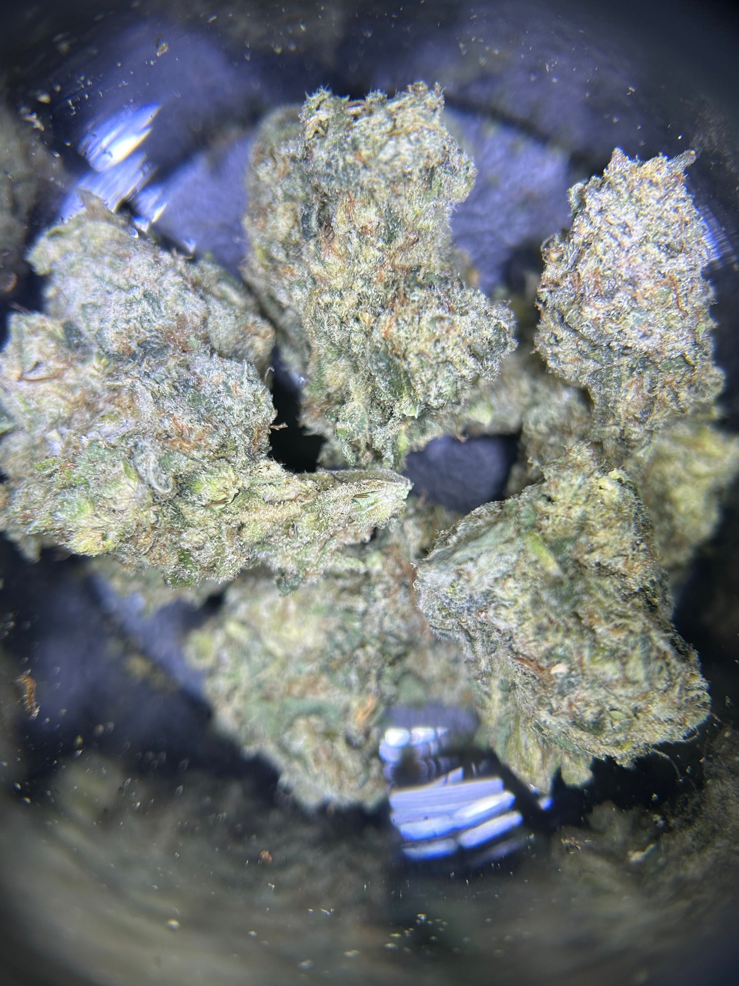 Jungle Pie Flower