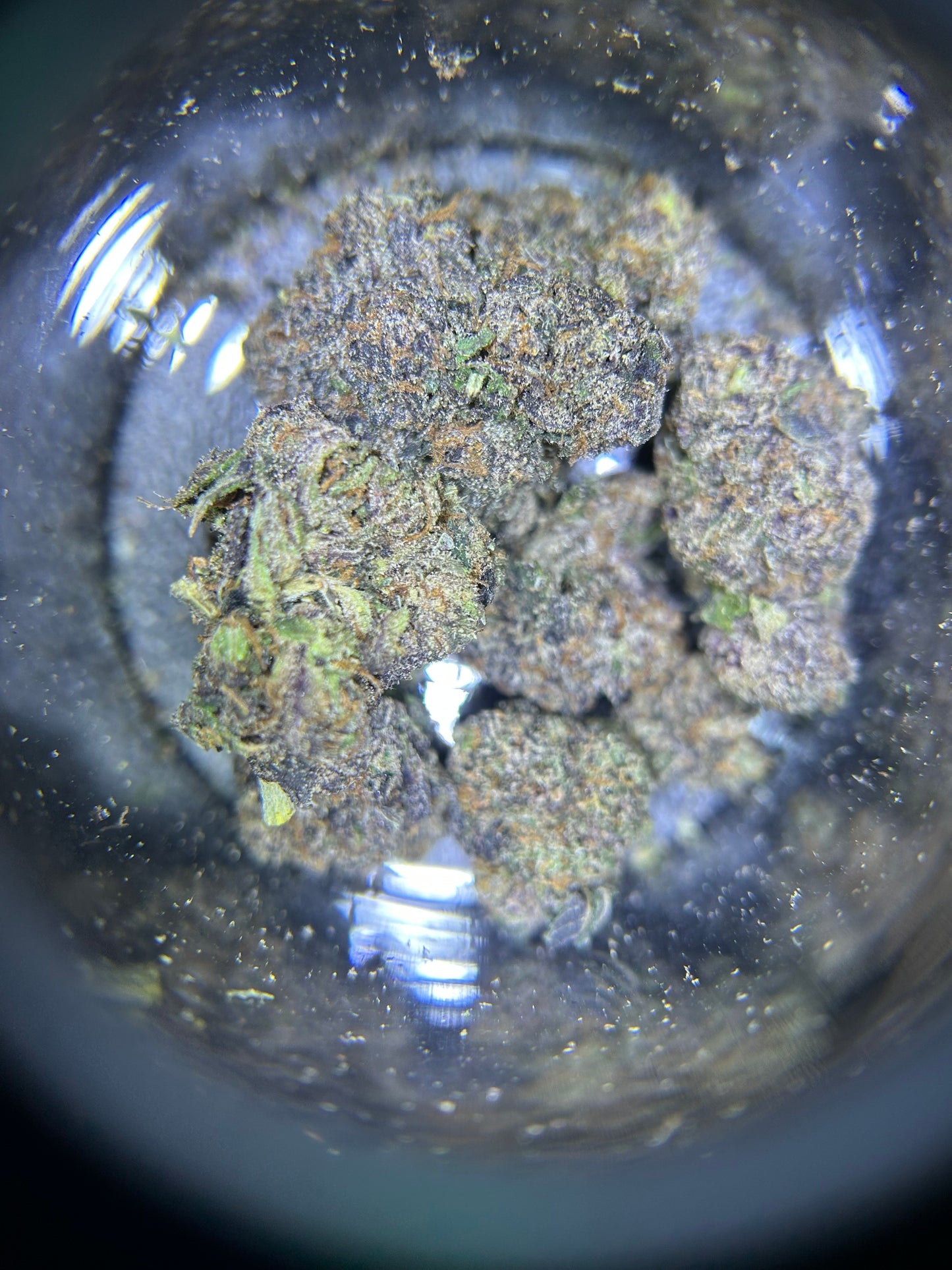 Lemon Cherry Gelato Flower (Favorite)