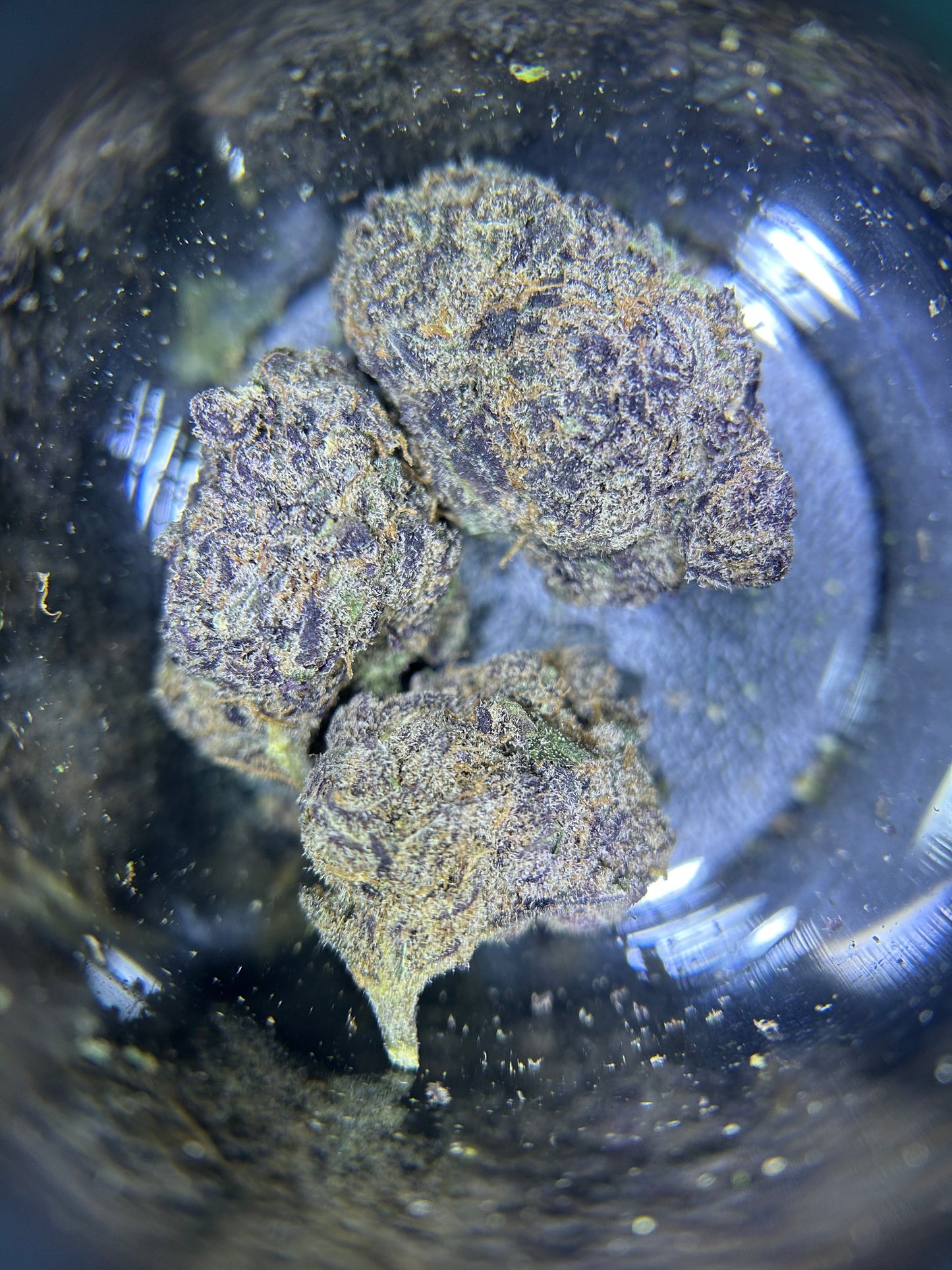 Purple Punch Flower
